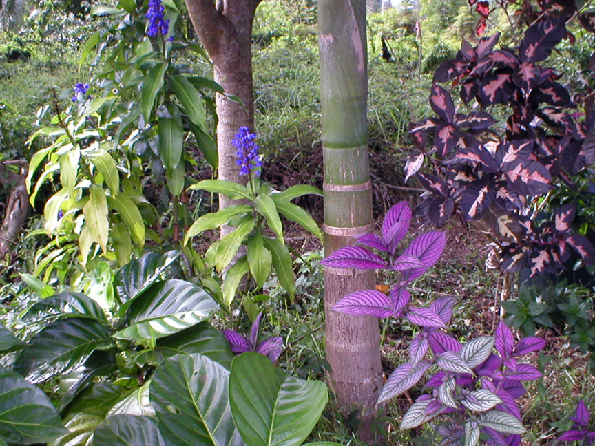 blueandpurple